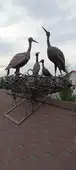 Фото Аисты